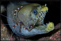   viper moray boxer shrimp night dive  